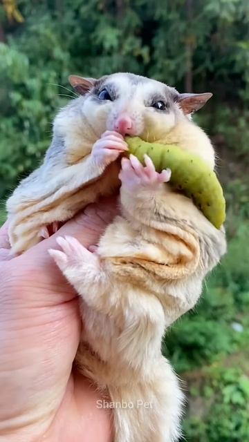 Cute Sugar Glider Eats Big Worm❤️❤️ #shorts #sugarglider #sugarglidercare смотреть онлайн