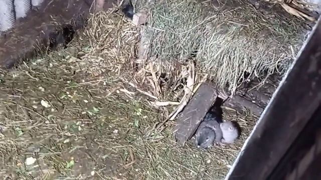 Самка кусає малих - що робити ? Нутренята 6 днів смотреть онлайн