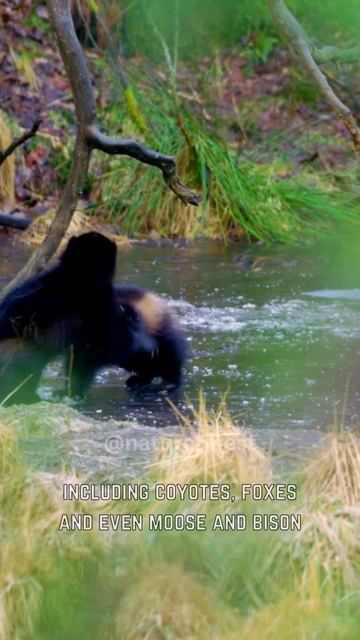 Wolverine The Mean Machine #shorts #animals смотреть онлайн