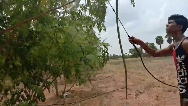HOW TO GET MORE YIELD ON MORINGA TREE | IN TAMIL |RAKESH SELVAKUMAR смотреть онлайн