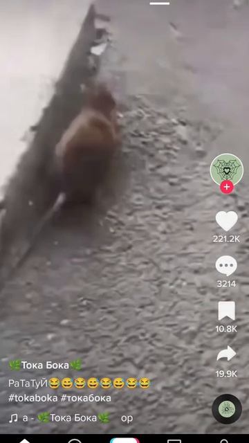 американские дети и русские дети (крыса) смотреть онлайн