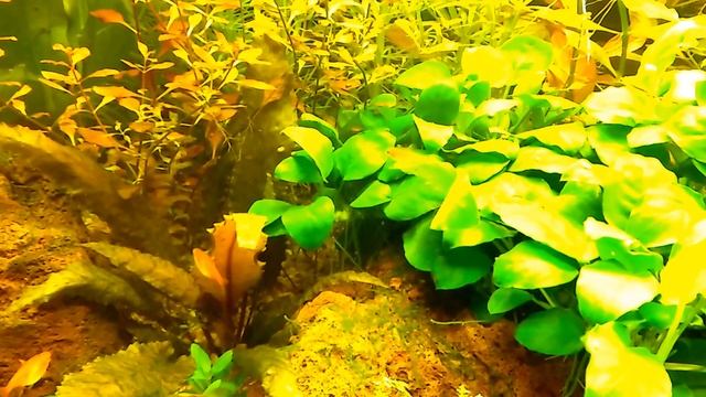 Celestial Pearl Dannio, Boraras Urophthalmoides, Ember Tetra si Corydoras Trilineatus смотреть онлайн