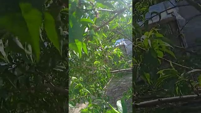 Уход за деревьями персика. (прореживание плодов). Могилев