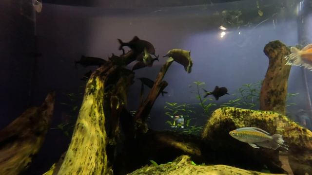 Elephantnose Fish смотреть онлайн