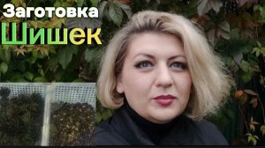 Заготовка шишек для субстрата своими руками