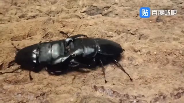 Dorcus titanus yasuokai vs Dorcus titanus palawanicus смотреть онлайн