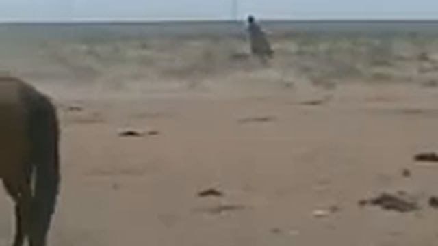 асау уйрету...нагыз жыгыт смотреть онлайн