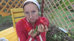 6 соток 13 сентября 2020 года. Урожай перца и помидор. Сажаю малину в теплицу