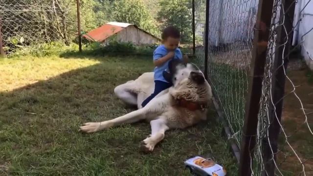 10 MORSI PIÙ POTENTI DEL REGNO ANIMALE смотреть онлайн