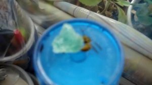 Шершень  пробую приручать