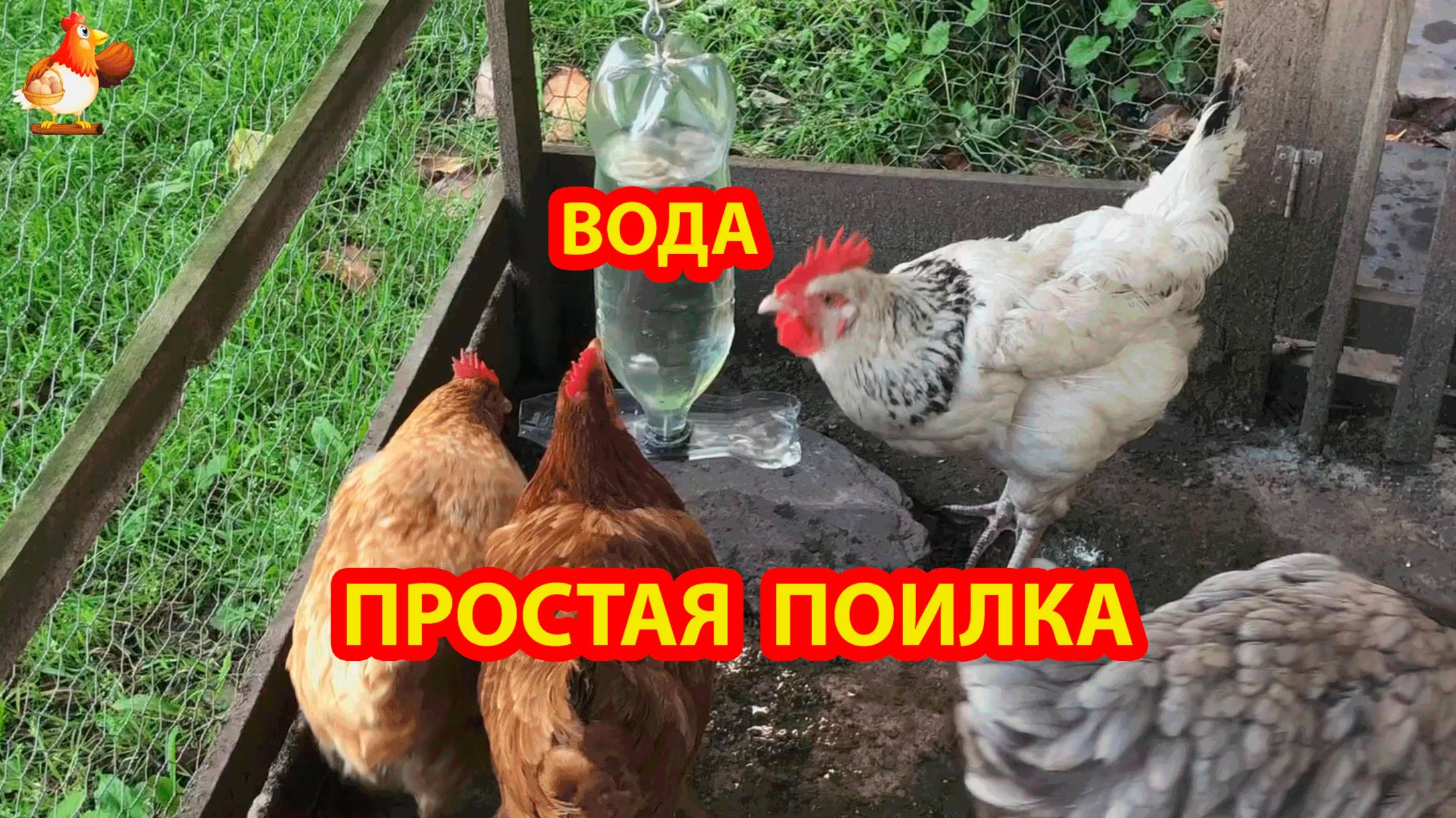 Простая поилка из 2 л и 1 л бутылок для кур несушек и цыплят 💦🐓🐔