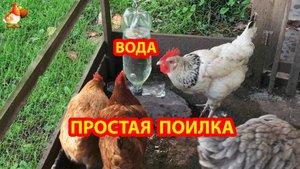 Простая поилка из 2 л и 1 л бутылок для кур несушек и цыплят 💦🐓🐔