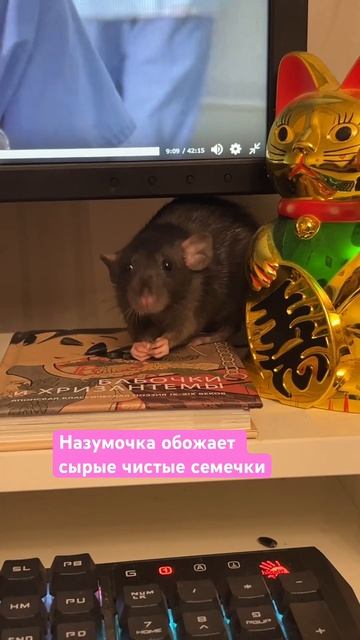 Крыса на моем рабочем столе кушает 🌿 #rat #крыса #крысы #крыска #rats #animals #животные смотреть онлайн