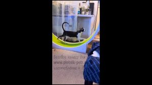 Беговое колесо для кошки