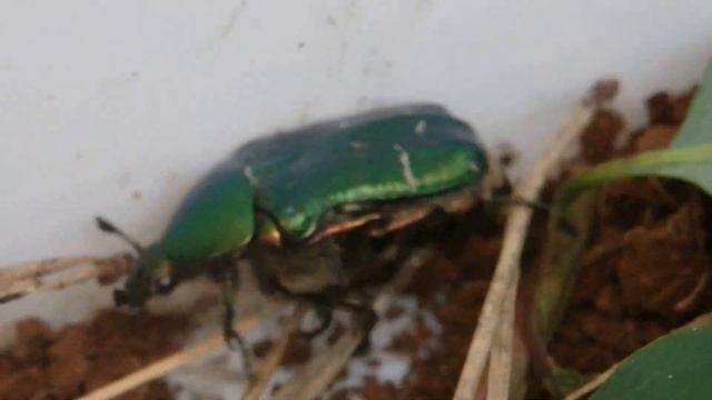 23.6.2015 Zlatohlávek 2 смотреть онлайн