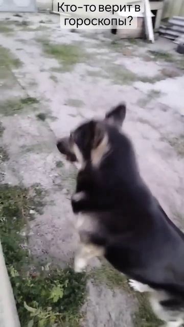 кто-то верит в гороскопы? смотреть онлайн