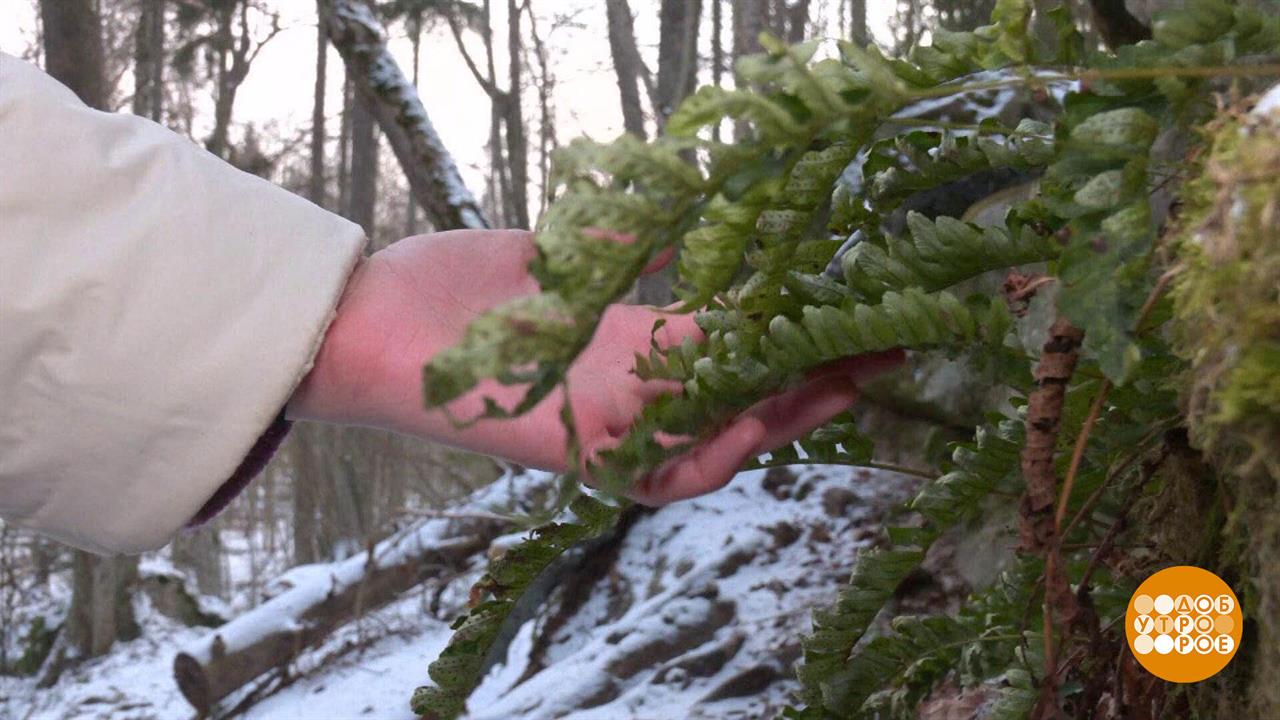Козельск - гостеприимный город! И хлебосольный! Доброе утро. Суббота. Фрагмент выпуска от 08.02.2025