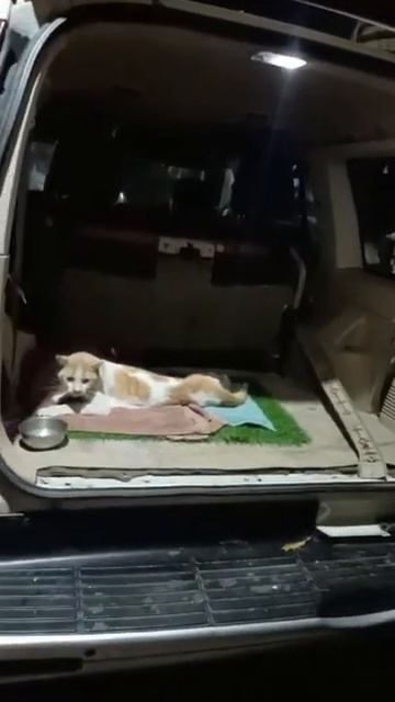 Cat Pneumonia: Effective Treatment Revealed смотреть онлайн