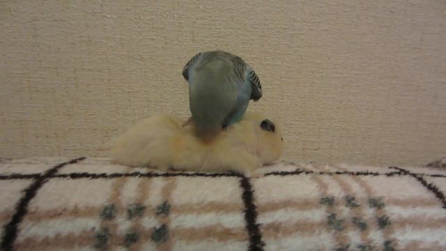 Массажистка