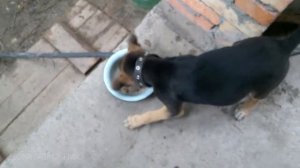 Быстрый пес за 3 секунды съел весь корм