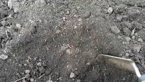 Сев гороха , сорт Тренди. 16.04.2021.