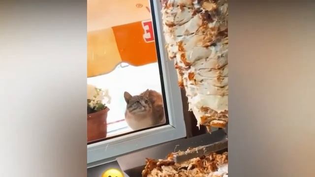 ПРИКОЛЫ 2021 - ВЕРСИЯ КОШКИ авто приколы смотреть онлайн