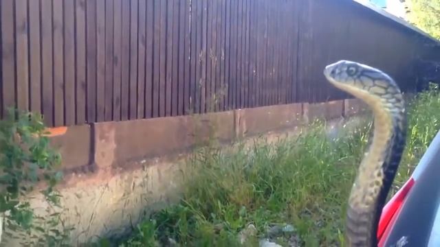 Поцелуй кобры Kiss of the Cobra смотреть онлайн