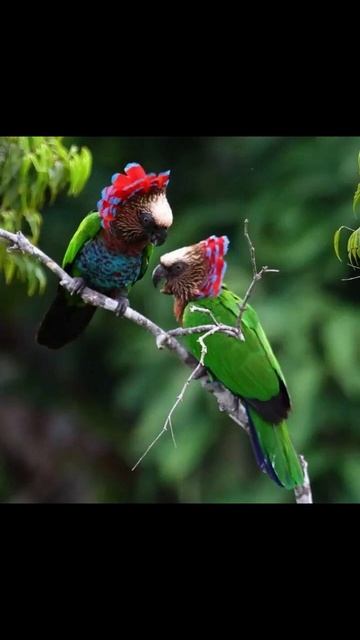 Веерный попугай смотреть онлайн