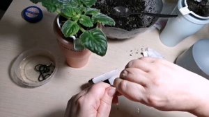 Переукоренение фиалки методом сноса головы.