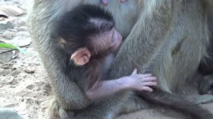 Watch Sasha Monkey with Her Incredibly Cute New Baby Daughter| Monkey Cambodia Daily