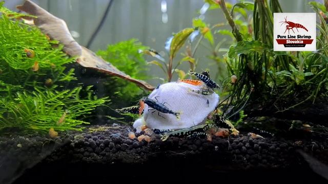 Ebitengu Galaxy on Lubao and Ebidama смотреть онлайн