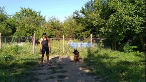 Дрессировка немецкой овчарки