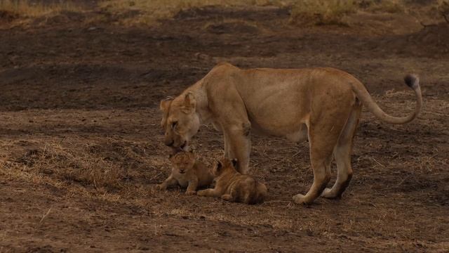 아기 사자 VS어미 사자, 공 울려서 1회전~[아프리카 사파리 플러스⁺] 48 смотреть онлайн