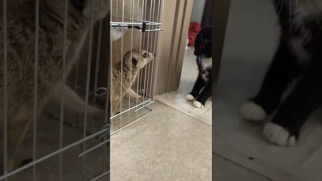 Мишаня и Масяня сурикаты.Шок у Мурика смотреть онлайн