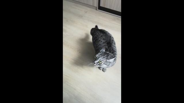 The most nimble gangster #21 I am a Tiger смотреть онлайн