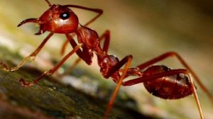 Ядовитые Муравьи. Все про муравьев.