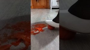 Fruit crush ASMR | Tomato 🍅 and apple 🍎 crush | custom video | black nylons | white leather heels