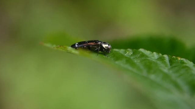 キイチゴの葉を食べるシロオビナカボソタマムシ　Coraebus　quadriundulatus смотреть онлайн