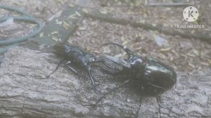 Rhino and stag beetle battle : Metal Chalcosoma Atlas 88 mm. vs Procsopocoilus giraffa 99 mm.