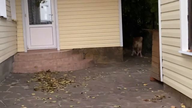 ПУМА смотреть онлайн