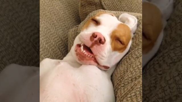 Собак-храпака. Так слаааденько смотреть онлайн