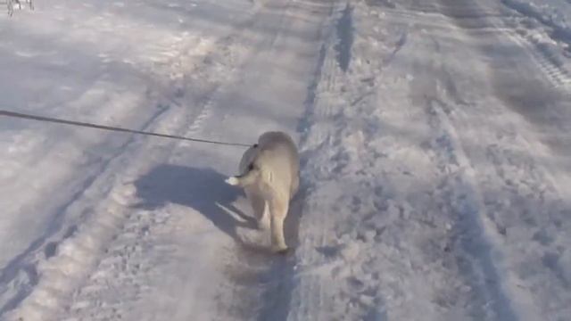 ПАКИРА СТАРС ИДАЛЬГО (Sokol de Ciukci * Pakira Stars Vianna) - 3 м.(3) смотреть онлайн