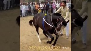 Horse dance