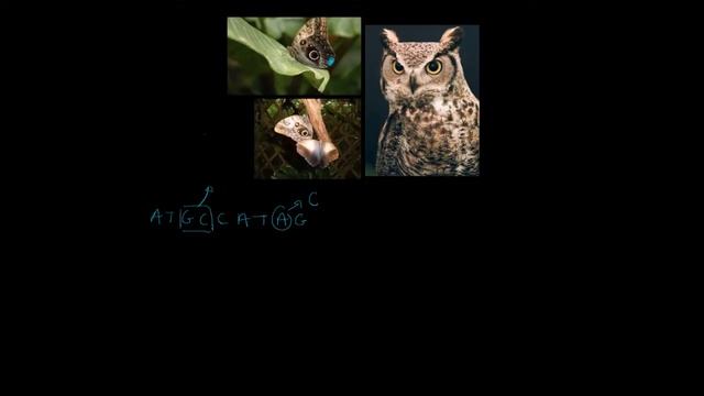 Sélection naturelle et Caligo (Owl-Butterfly) смотреть онлайн