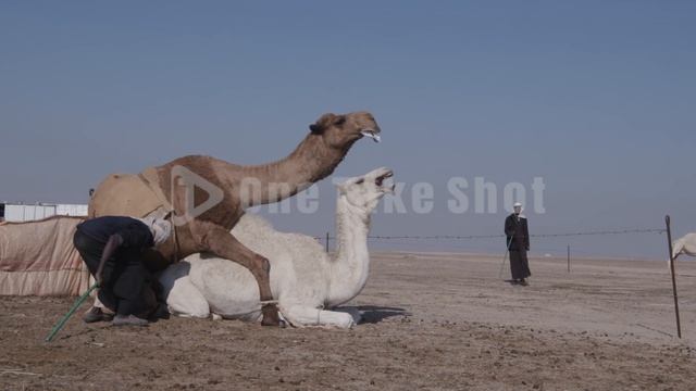 تزاوج ابل  -  ضراب