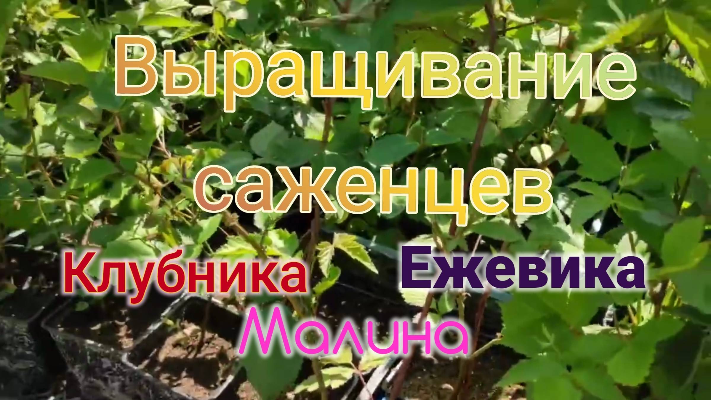 Выращивание саженцев клубники, ежевики, малины, винограда.