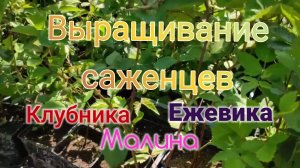 Выращивание саженцев клубники, ежевики, малины, винограда.