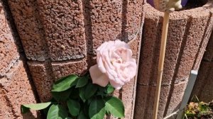 Роза #Beverly #Беверли #EleganzaKollektion Элегантная #Чайногибридные #HybridTea #Kordes год 2023.