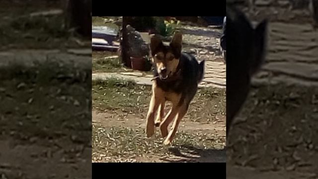 Норка дог. Заяц, собачини. смотреть онлайн