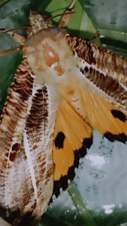 Eudocima phalonia🦋#animalia #lepidoptera #insects#shorts